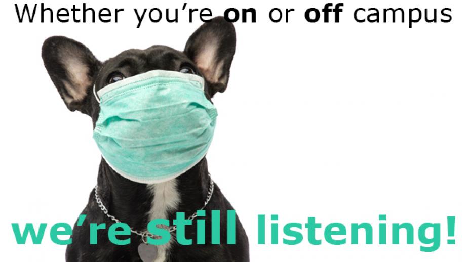 A dog wearing a surgical mask